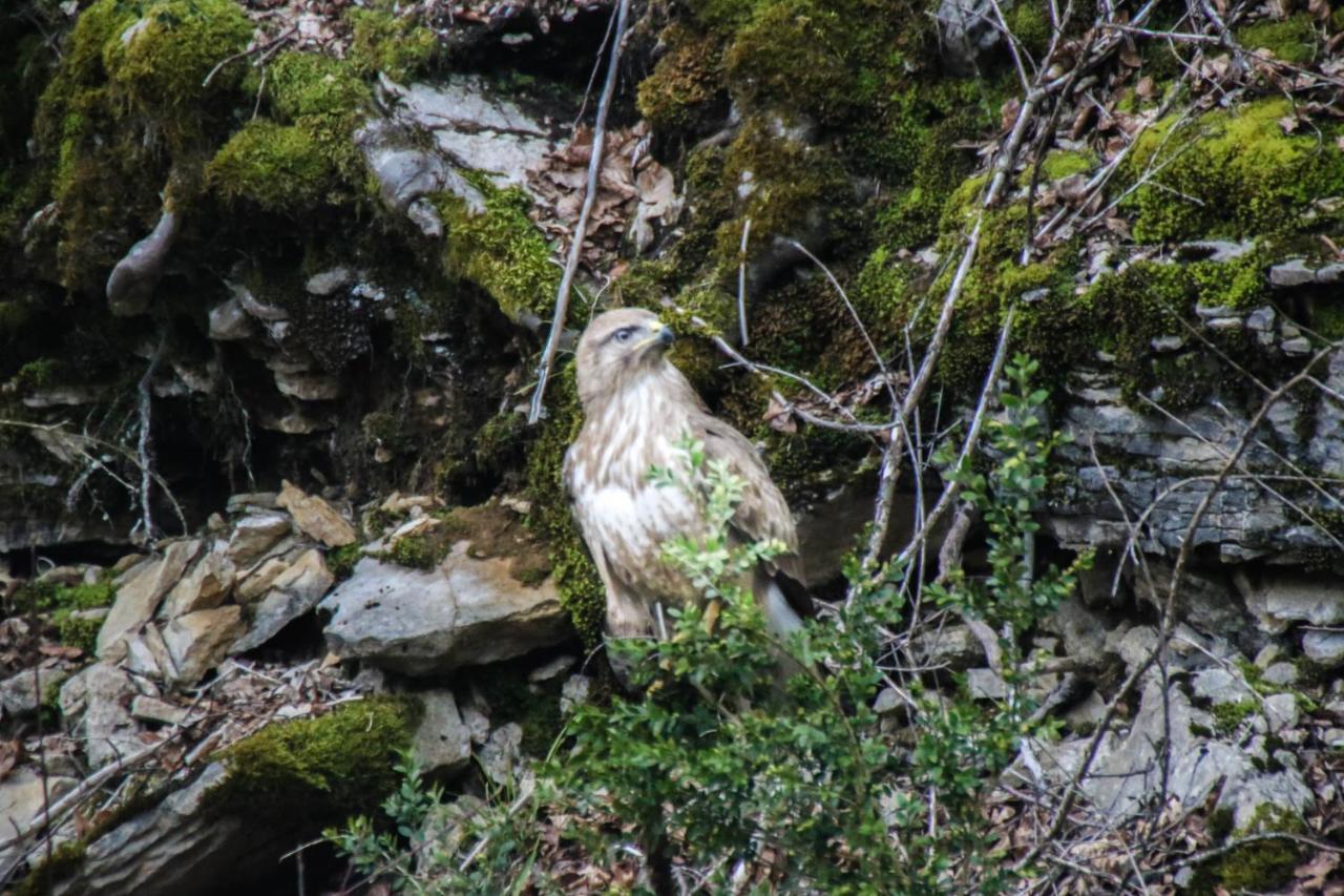 Вілла Le Refuge Des Marmottes Saint-Laurent-du-Jura Екстер'єр фото